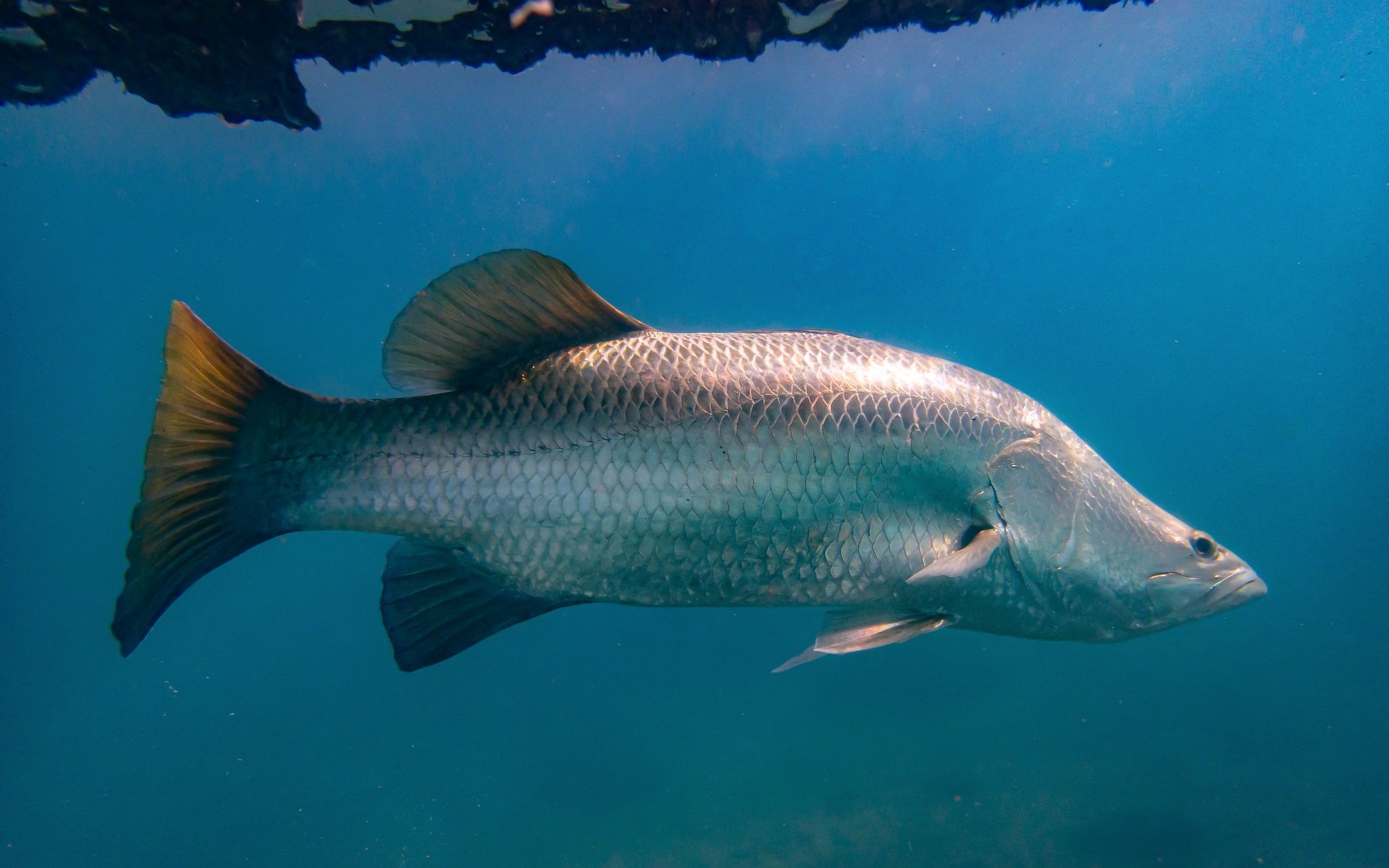 Barramundi, Old Jetty, Townsville. Photo: Lawrene Scheele