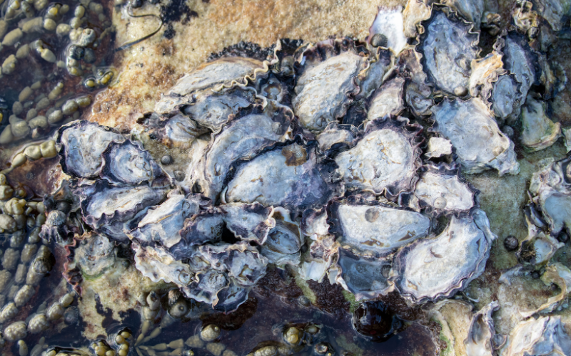 Sydney rock oysters. Ken Griffiths.